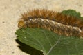 Detail of an orange caterpillar crawling on a leaf Royalty Free Stock Photo