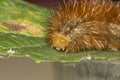 Detail of an orange caterpillar Royalty Free Stock Photo