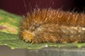 Detail of an orange caterpillar Royalty Free Stock Photo