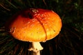 Detail of orange coloured hat of Fly Amanita mushroom, also called Fly Agaric, latin name Amanita Muscaria. Royalty Free Stock Photo