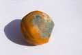 Detail of an orange with green fungus or penicillium digitatum on its skin Royalty Free Stock Photo