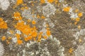 Detail orange lichen in rain forest.