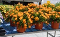 detail of orange mesembryanthemum Royalty Free Stock Photo