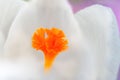 Detail of white crocus pistil