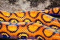 Detail of an orange snake's skin