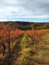 Detail of orange vineyard in autumn Royalty Free Stock Photo