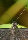 Detail of an Orchard Swallowtail Butterfly.