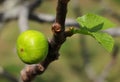 Organic fig tree, summer. Oeiras, Portugal. Royalty Free Stock Photo