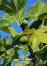 Organic fig tree, summer. Oeiras, Portugal. Royalty Free Stock Photo