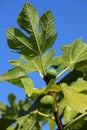 Organic fig tree, summer. Oeiras, Portugal. Royalty Free Stock Photo