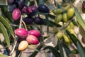 Organic Kalamata olives ripening on olive tree branch with blurred background Royalty Free Stock Photo