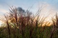 Detail of ornamental grass against the setting colorful sky. Chinese Miscanthus. Miscanthus sinensis Royalty Free Stock Photo