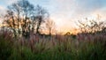 Detail of ornamental grass against the setting colorful sky. Chinese Miscanthus. Miscanthus sinensis Royalty Free Stock Photo