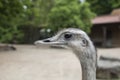 Detail of ostrich head in zoo Royalty Free Stock Photo