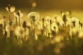 Overblown dandelions meadow Royalty Free Stock Photo