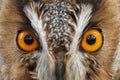 Detail of owl eyes. Close-up portrait of Long-eared owl sitting on the branch in the fallen larch forest during autumn. Wildlife