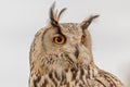 Detail of owl with orange eyes