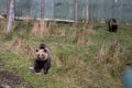 pair of bears in the parc animalier des Angles in Capcir Royalty Free Stock Photo