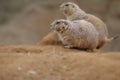 Detail of pair groundhog on the sand in zoo garden