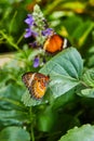 Detail of pair of Red Lacewing butterflies on purple flowers