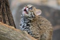 Detail of Palawan leopard cat kitten