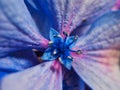 Detail of Pale Blue Hydrangea Flower Petals