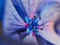 Detail of Pale Blue Hydrangea Flower Petals