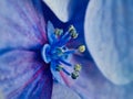 Detail of Pale Blue Hydrangea Flower Petals