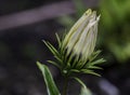 Detail of the pale flower of the Gazania rigens plant