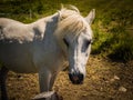 Detail of pale and friendly horse somewhere in meadows in Hohe Tauern national park.