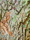 Pale Green Lichen on Cracked Textured Tree Bark Abstract Pattern Royalty Free Stock Photo