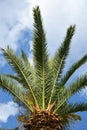 Detail of a palm tree with a blue clowd sky Royalty Free Stock Photo