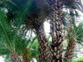 detail of palm tree with branches and leaves Royalty Free Stock Photo