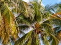Detail of Palm Tree with Blue Sky behind Royalty Free Stock Photo