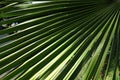 Detail of palm tree leaves Royalty Free Stock Photo