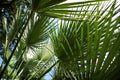 Detail of palm tree leaves Royalty Free Stock Photo