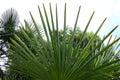 Detail of palm tree leaves Royalty Free Stock Photo