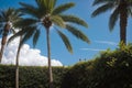 Detail of palm tree leaves against a blue sky