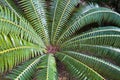 Detail of palm tree leaves at garden in Cagliari, Sardinia Royalty Free Stock Photo