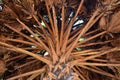 Detail of a palm tree, SrÃÂ­ Lanka