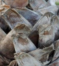 Detail of palm tree trunk. It is called stipe. Close up photo. Background texture pattern