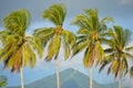 Detail of palm trees, Playa El Espino