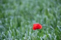 Detail papaver rhoeas Royalty Free Stock Photo