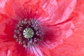 Detail papaver rhoeas Royalty Free Stock Photo