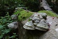 Detail of parasitic Tinder Fungus, fungal pathogen growing on tree trunk, latin name Fomes fomentarius, growing on a dead tree Royalty Free Stock Photo