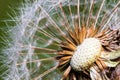 Detail of part dandelion`s head