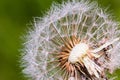 Detail of part dandelion`s head