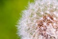 Detail of part dandelion`s head