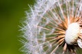 Detail of part dandelion`s head