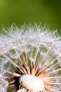 Detail of part dandelion`s head